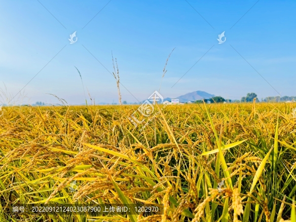 稻田
