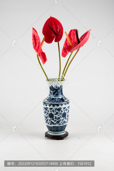 紅掌花