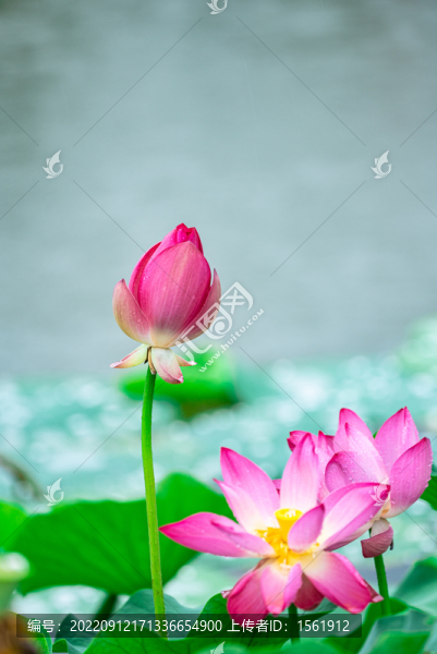 雨中荷花