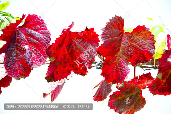 紅葉知秋