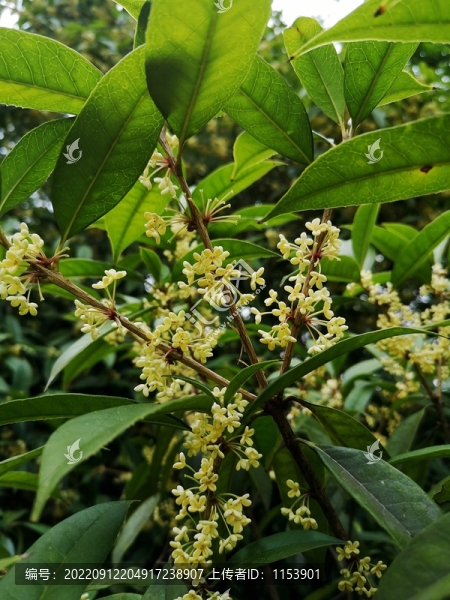 桂花