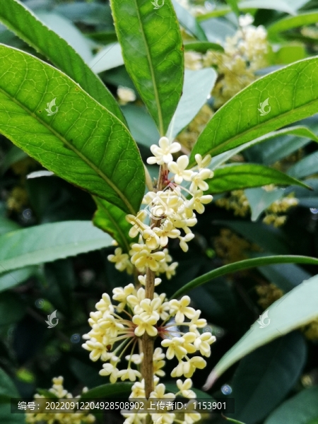 桂花