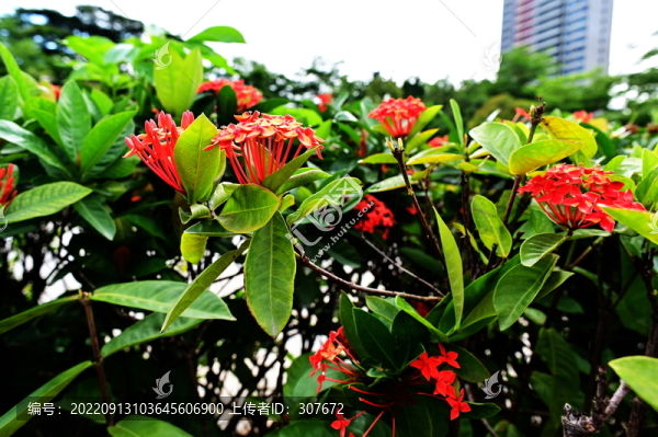 花卉