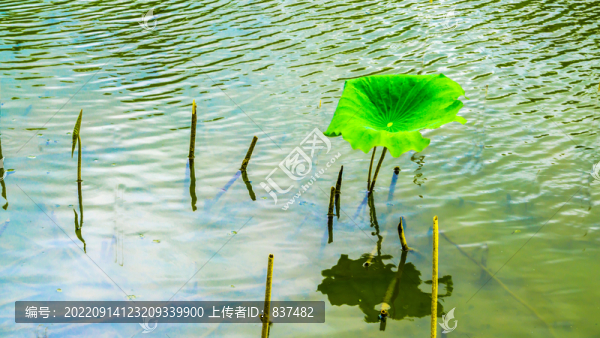 荷花2