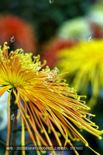 菊花