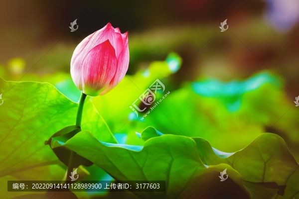 荷花