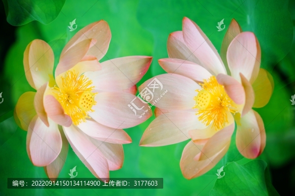 荷花多重曝光