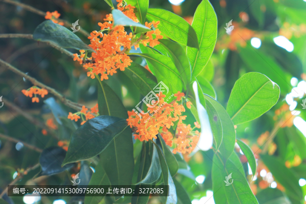 桂花