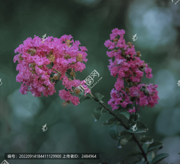 紫薇花