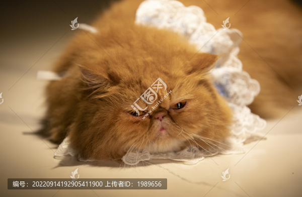 波斯貓