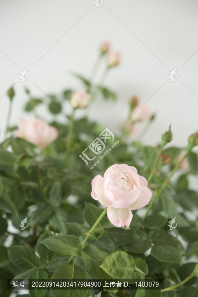 月季花