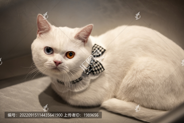 柯基貓