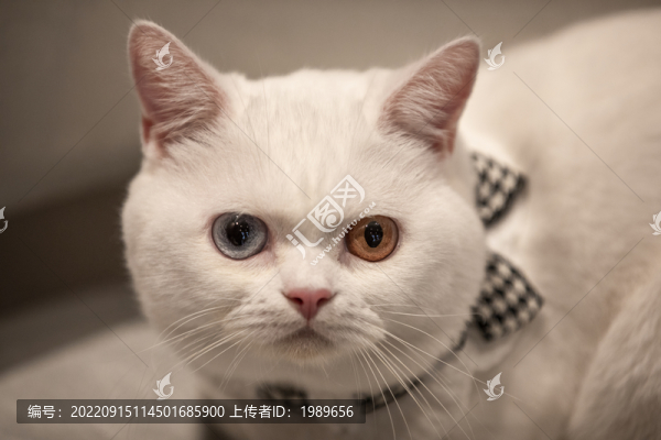 柯基貓