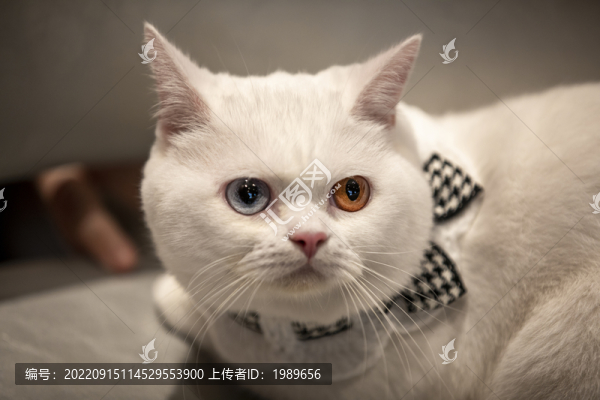 柯基貓