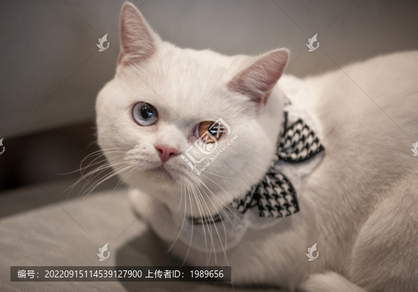 柯基貓