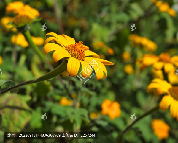 腫柄菊
