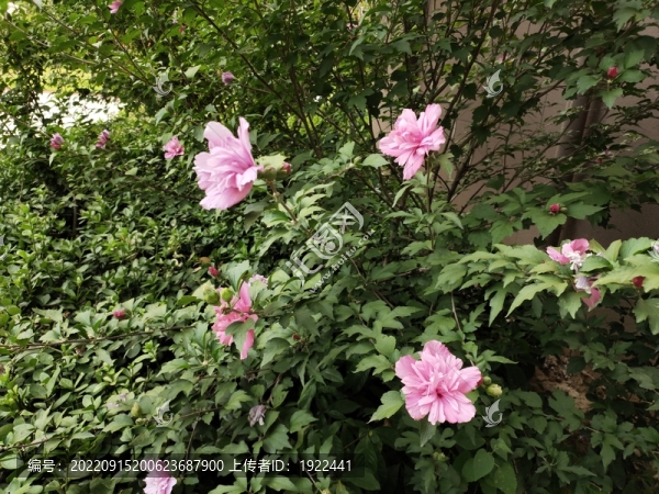 木槿花開(kāi)