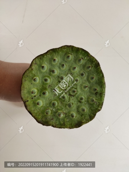 蓮蓬特寫