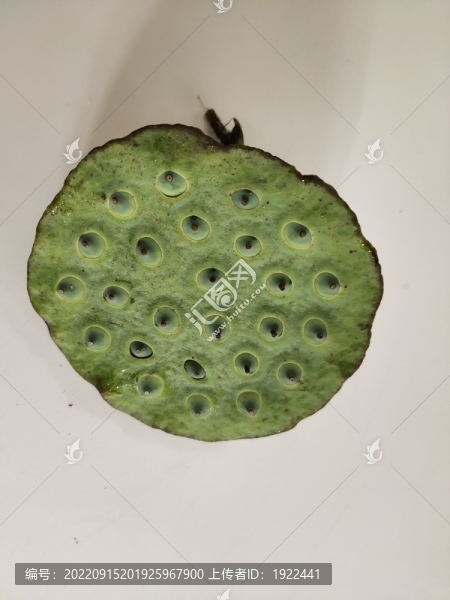 蓮蓬與蓮子