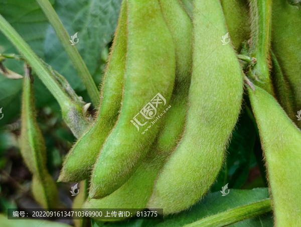綠葉豆莢