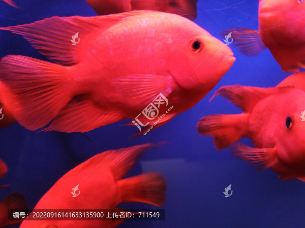 觀賞魚