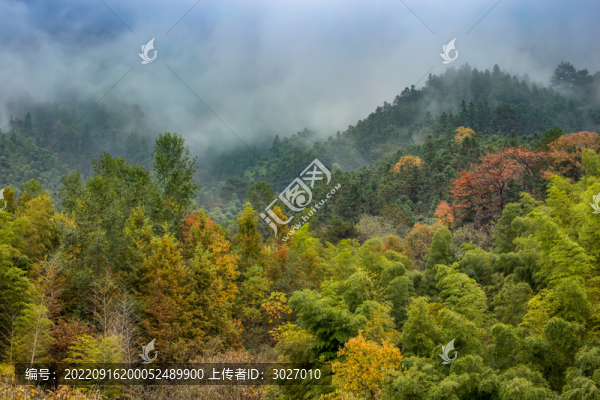 協(xié)里村竹林