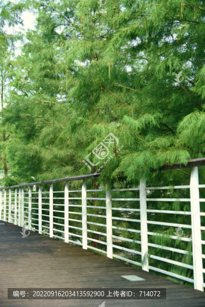 水杉木板路圍欄