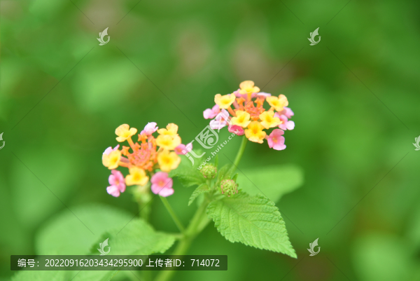 馬櫻丹