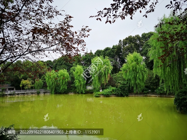 公園水景