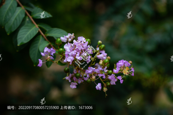 紫薇