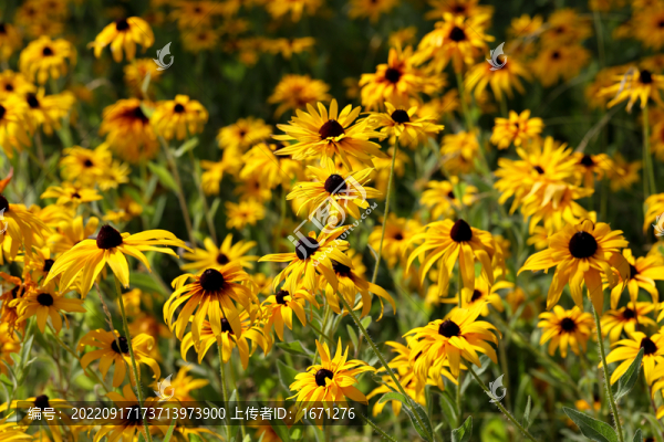 金光菊