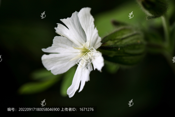 木槿花