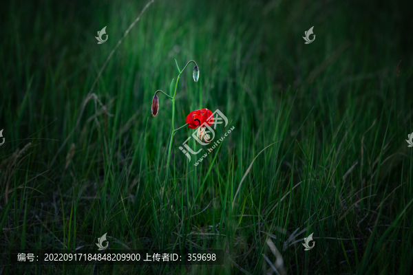 山丹花