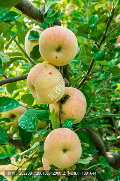 樹(shù)上的蘋(píng)果