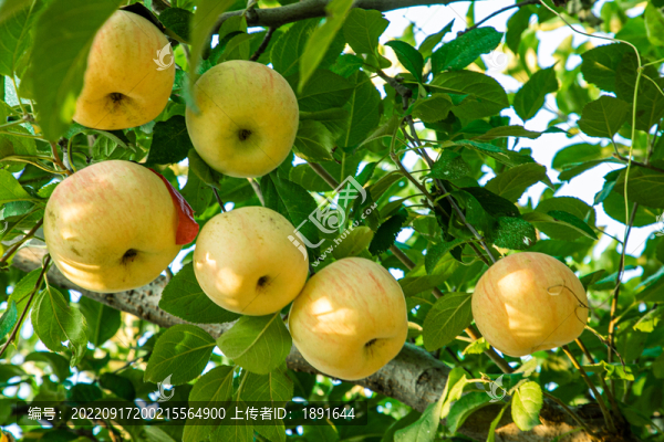 富士蘋果