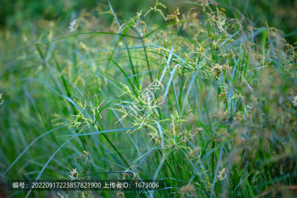 碎米莎草