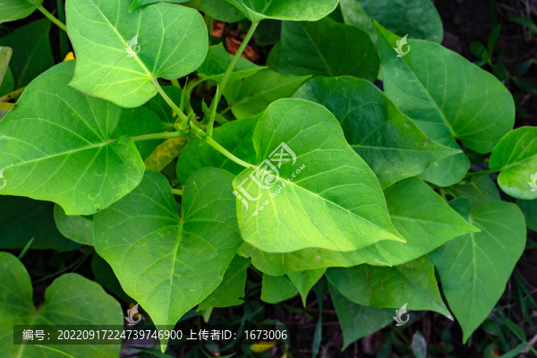 番薯葉