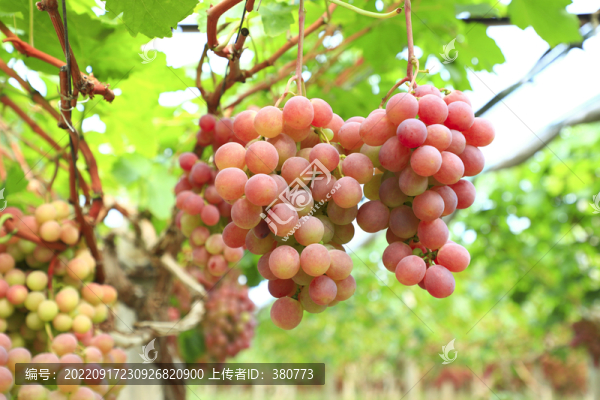 葡萄