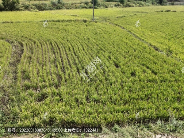 顆粒無收農(nóng)田
