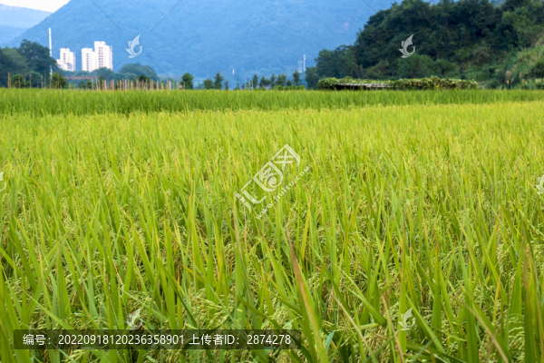 鄉(xiāng)村田園風(fēng)光稻田