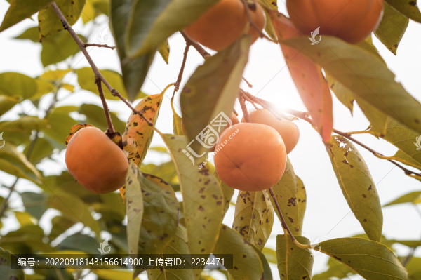 柿子