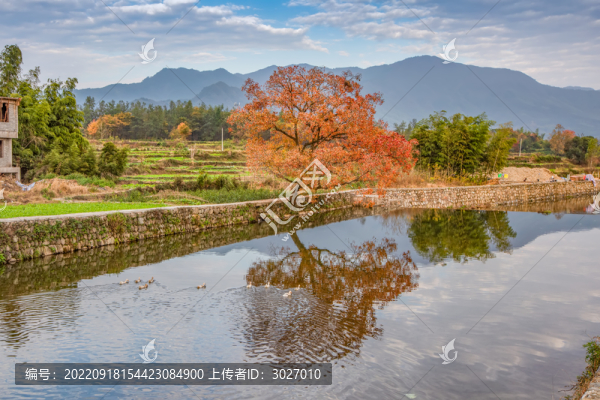盧村秋色