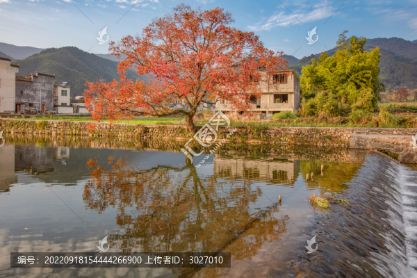盧村秋色