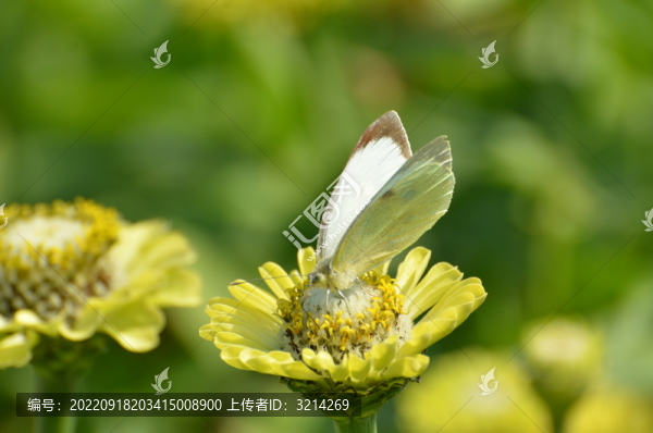 蝶戀花