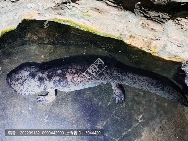 娃娃魚