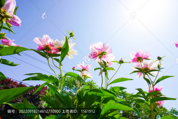 芍藥