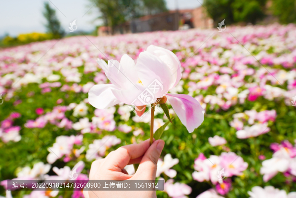 芍藥