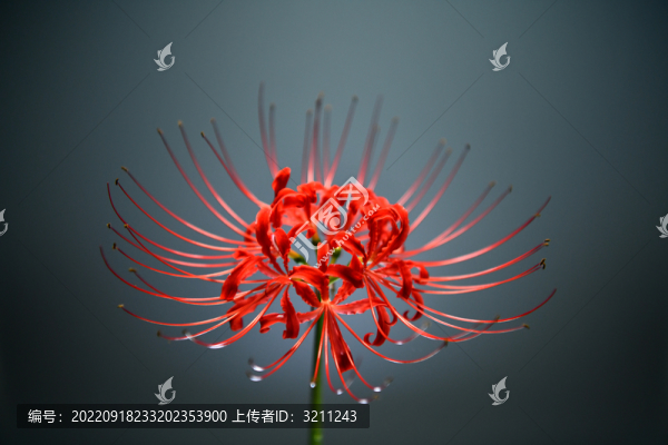 曼陀羅