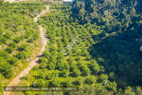脆蜜桃基地航拍