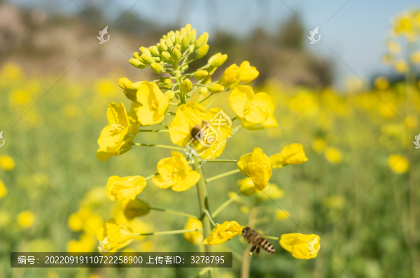 油菜花